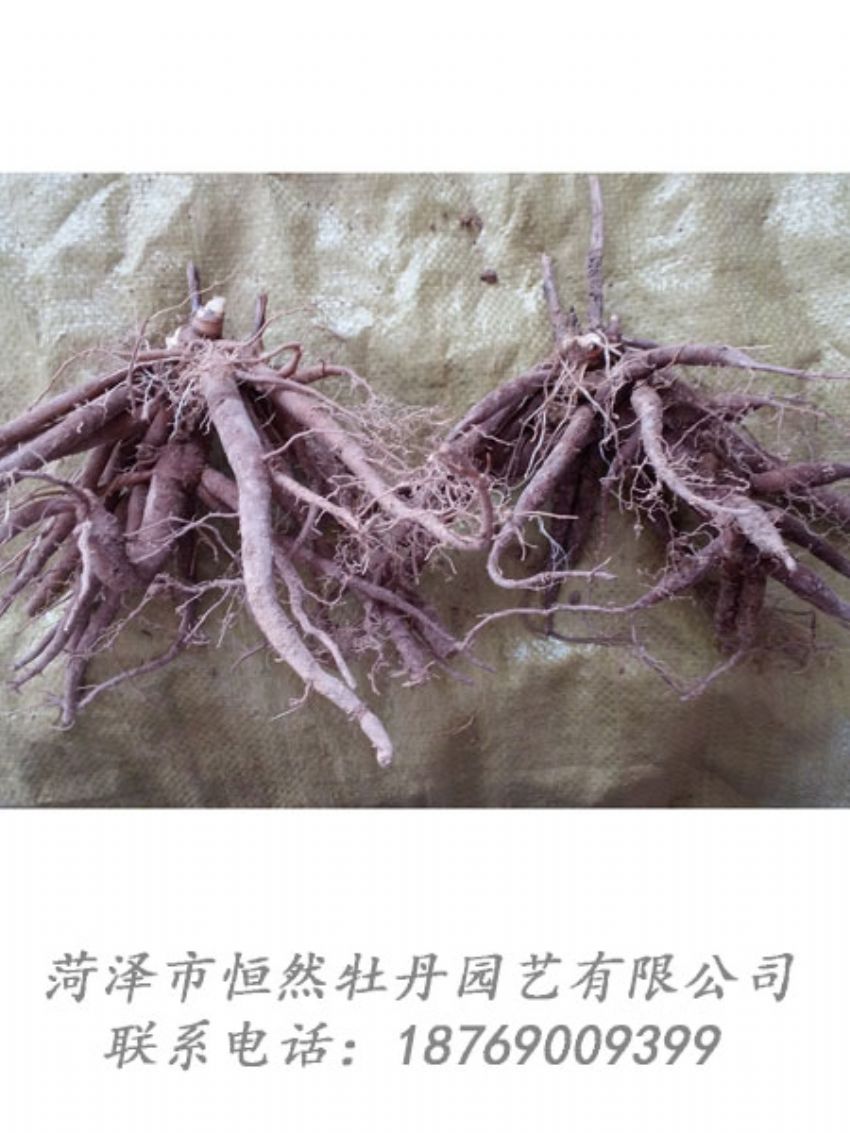 點(diǎn)擊查看詳細(xì)信息<br>標(biāo)題：二年芍藥苗 閱讀次數(shù)：2086