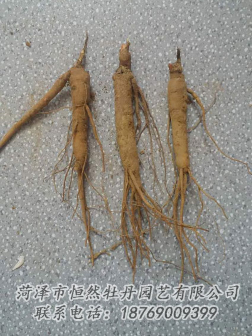 點(diǎn)擊查看詳細(xì)信息<br>標(biāo)題：芍藥苗 閱讀次數(shù)：2209