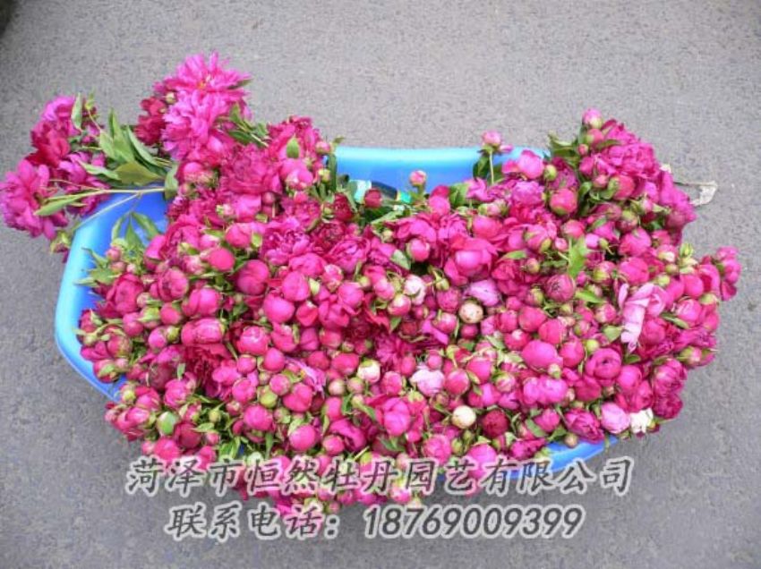 點(diǎn)擊查看詳細(xì)信息<br>標(biāo)題：芍藥切花 閱讀次數(shù)：2041