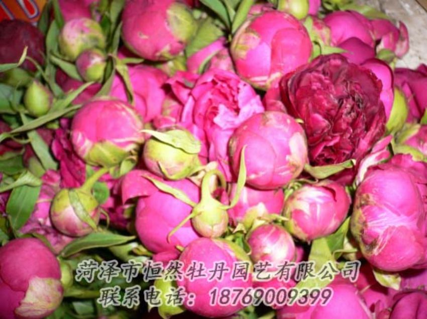 點(diǎn)擊查看詳細(xì)信息<br>標(biāo)題：芍藥切花 閱讀次數(shù)：2056
