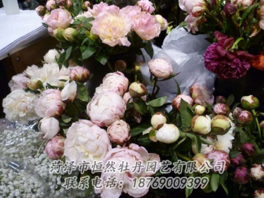 點(diǎn)擊查看詳細(xì)信息<br>標(biāo)題：芍藥切花 閱讀次數(shù)：2237