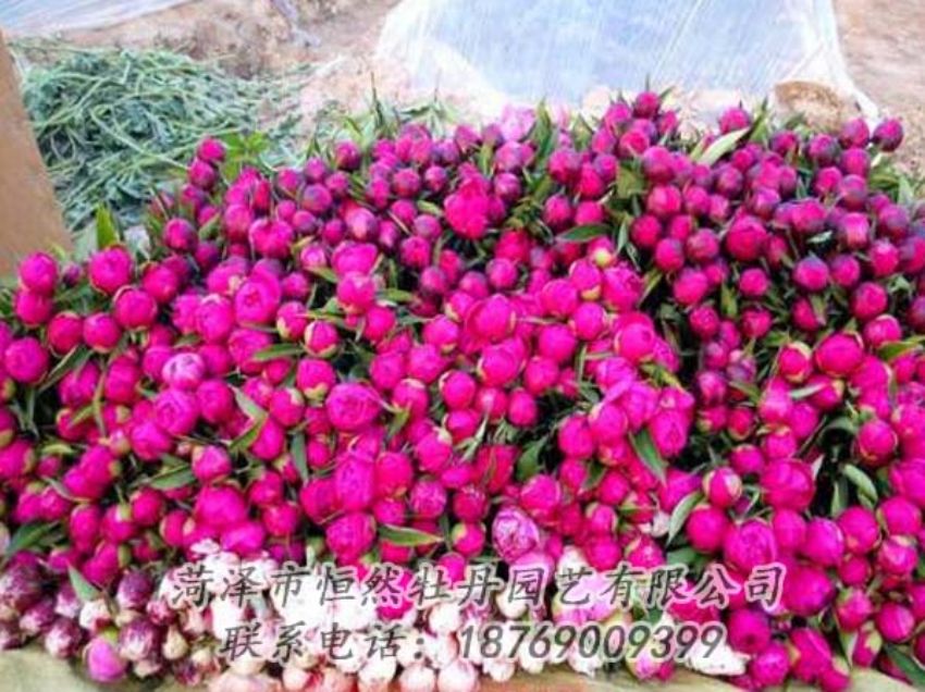 點(diǎn)擊查看詳細(xì)信息<br>標(biāo)題：芍藥切花 閱讀次數(shù)：2213