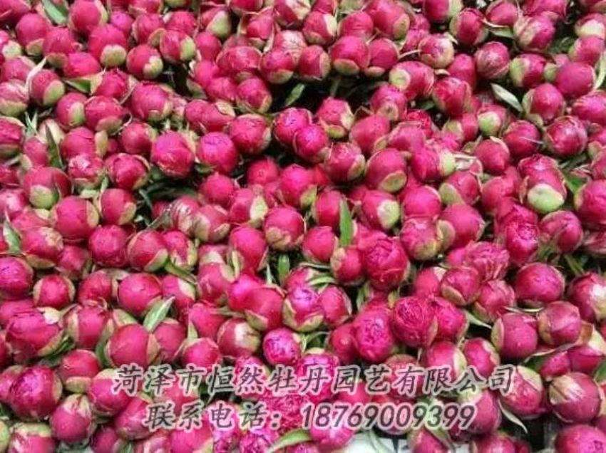 點(diǎn)擊查看詳細(xì)信息<br>標(biāo)題：芍藥切花 閱讀次數(shù)：2277