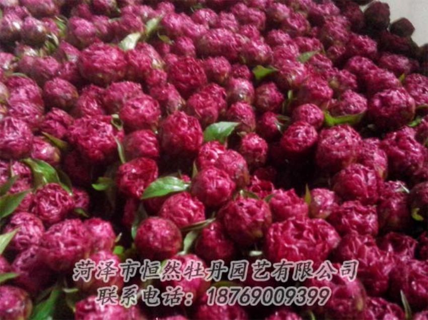 點(diǎn)擊查看詳細(xì)信息<br>標(biāo)題：芍藥切花 閱讀次數(shù)：2112