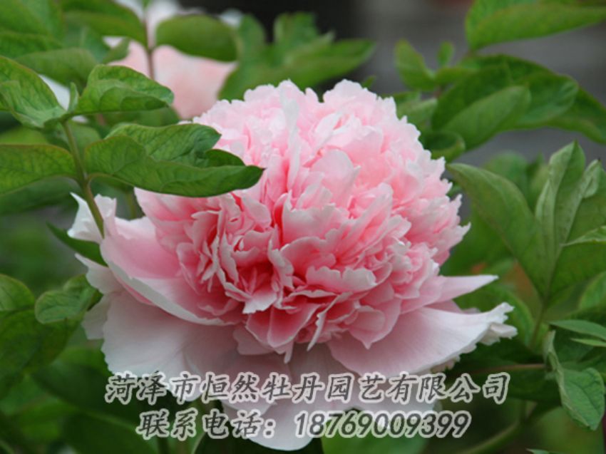 點(diǎn)擊查看詳細(xì)信息<br>標(biāo)題：粉色牡丹 閱讀次數(shù)：2011