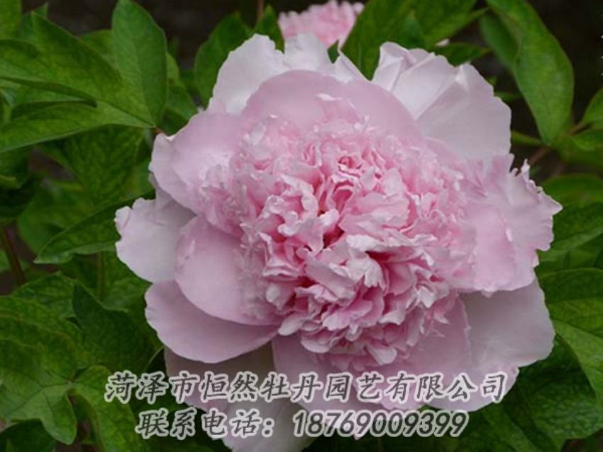 點(diǎn)擊查看詳細(xì)信息<br>標(biāo)題：粉色牡丹 閱讀次數(shù)：2128