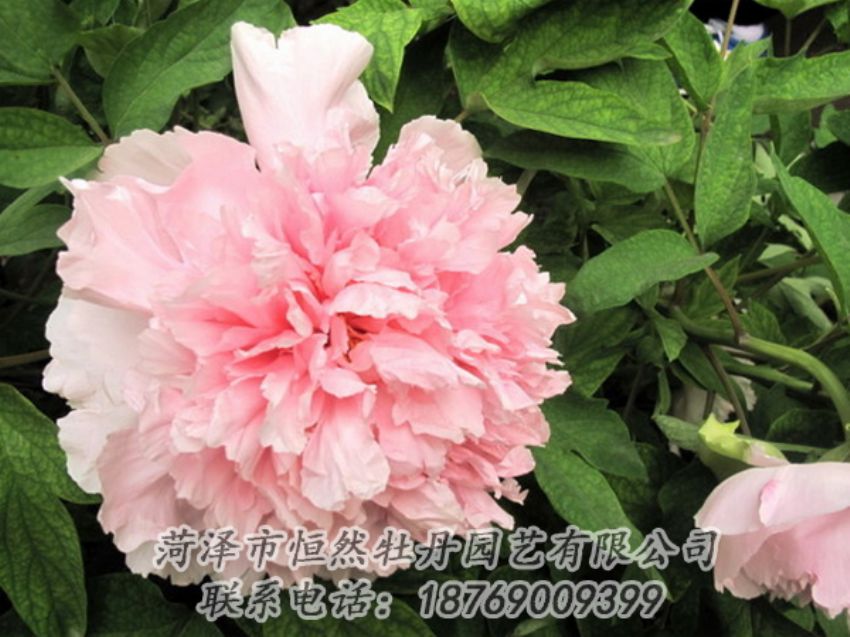 點(diǎn)擊查看詳細(xì)信息<br>標(biāo)題：粉色牡丹 閱讀次數(shù)：1961
