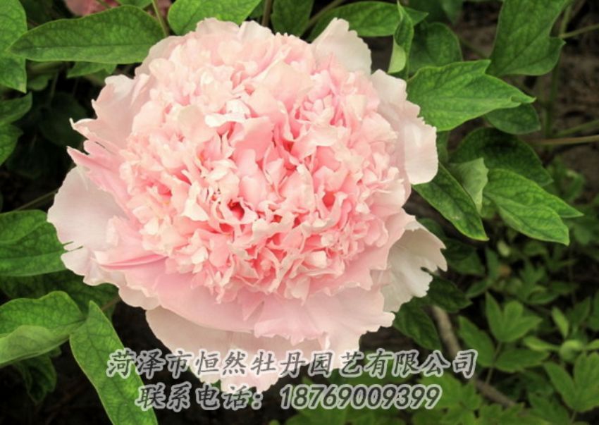 點(diǎn)擊查看詳細(xì)信息<br>標(biāo)題：粉色牡丹 閱讀次數(shù)：2066