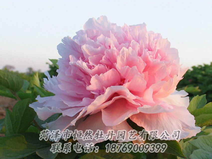 點(diǎn)擊查看詳細(xì)信息<br>標(biāo)題：粉色牡丹 閱讀次數(shù)：2176
