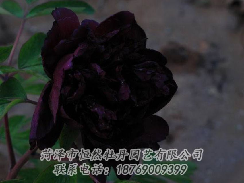 點(diǎn)擊查看詳細(xì)信息<br>標(biāo)題：黑色牡丹 閱讀次數(shù)：2094