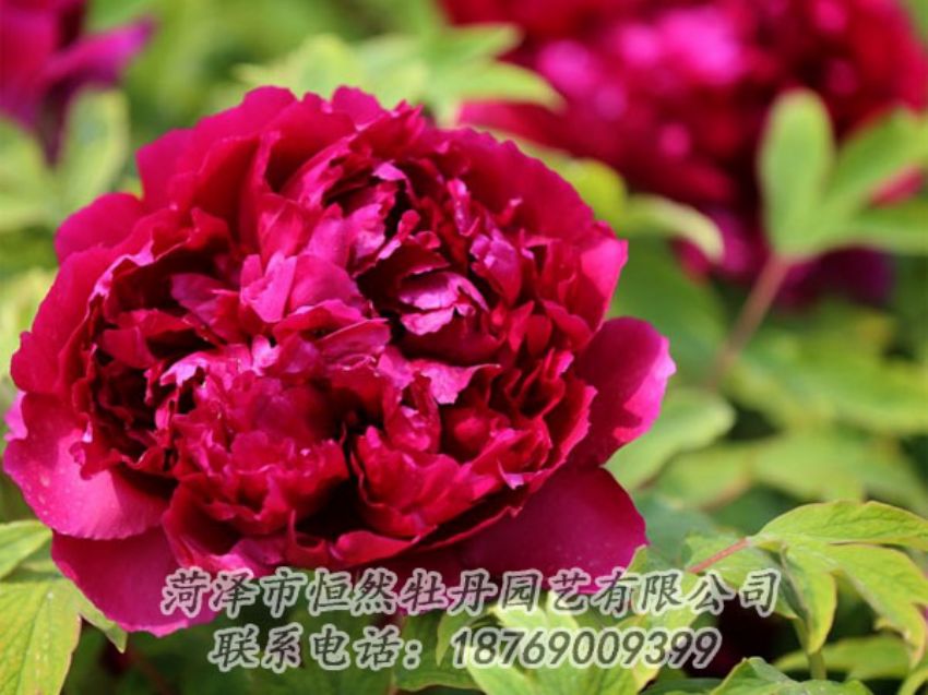 點(diǎn)擊查看詳細(xì)信息<br>標(biāo)題：黑色牡丹 閱讀次數(shù)：2033