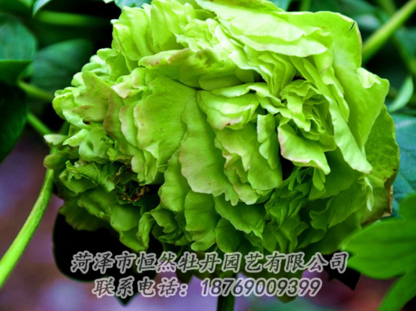 點(diǎn)擊查看詳細(xì)信息<br>標(biāo)題：綠色牡丹 閱讀次數(shù)：2078