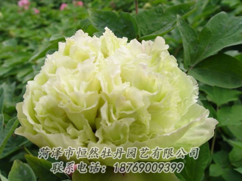 點(diǎn)擊查看詳細(xì)信息<br>標(biāo)題：綠色牡丹 閱讀次數(shù)：2023