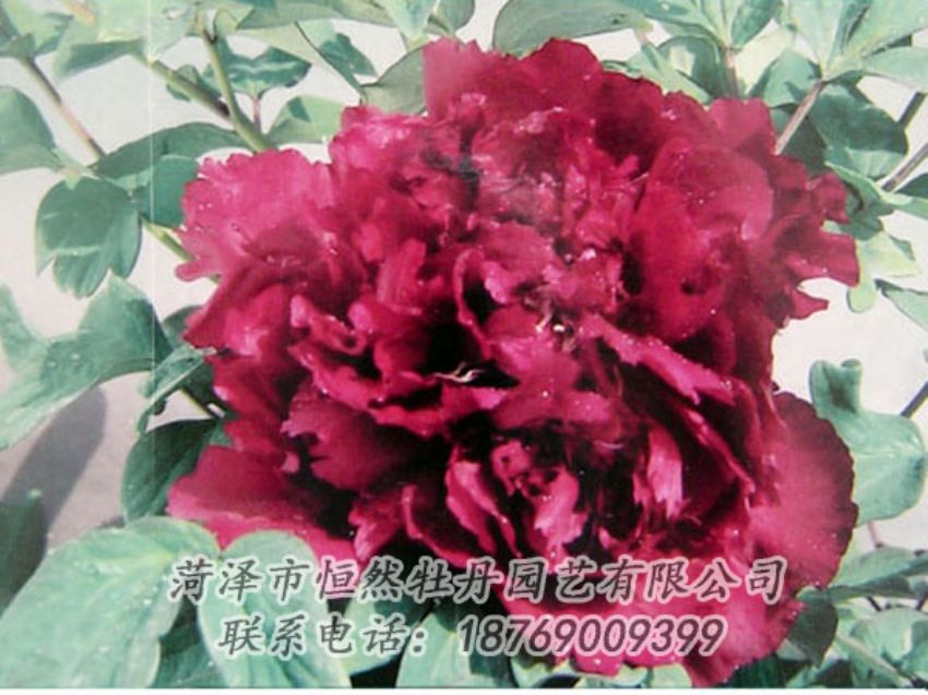 點(diǎn)擊查看詳細(xì)信息<br>標(biāo)題：黑色牡丹 閱讀次數(shù)：2138