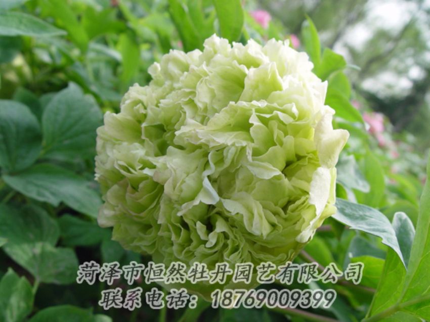 點(diǎn)擊查看詳細(xì)信息<br>標(biāo)題：綠色牡丹 閱讀次數(shù)：2099