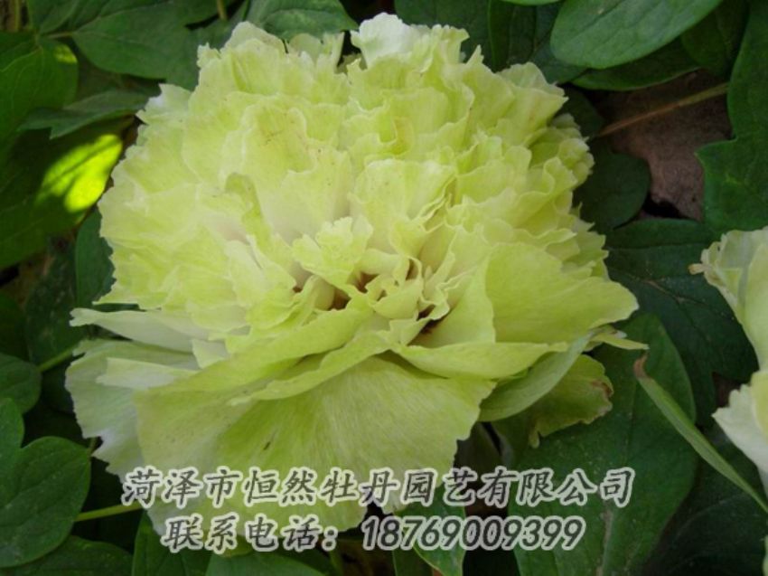 點(diǎn)擊查看詳細(xì)信息<br>標(biāo)題：綠色牡丹 閱讀次數(shù)：2160