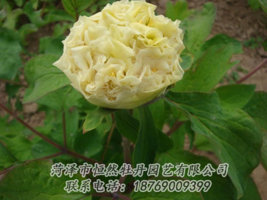 點(diǎn)擊查看詳細(xì)信息<br>標(biāo)題：黃色牡丹 閱讀次數(shù)：2093