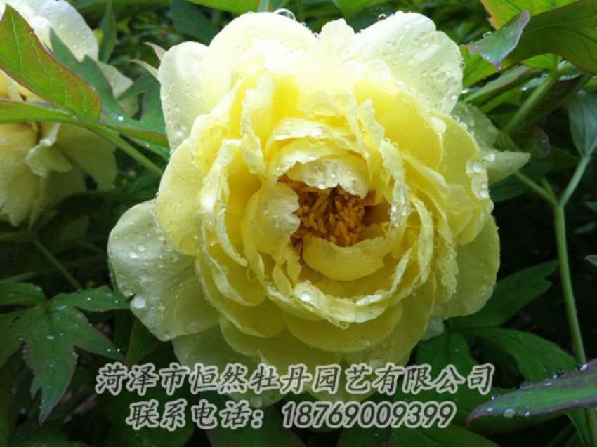 點(diǎn)擊查看詳細(xì)信息<br>標(biāo)題：黃色牡丹 閱讀次數(shù)：1971