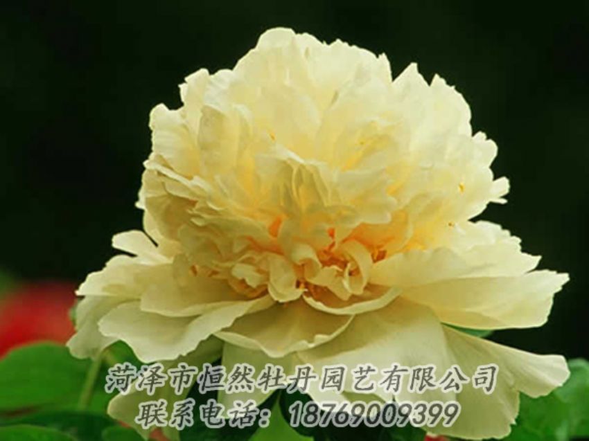點(diǎn)擊查看詳細(xì)信息<br>標(biāo)題：黃色牡丹 閱讀次數(shù)：2026