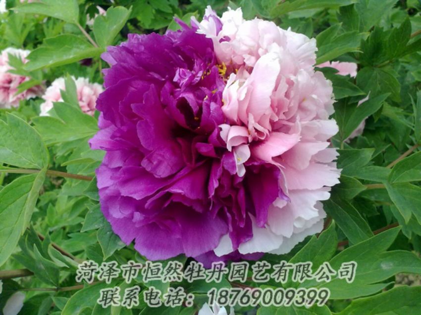 點(diǎn)擊查看詳細(xì)信息<br>標(biāo)題：復(fù)色牡丹 閱讀次數(shù)：2145