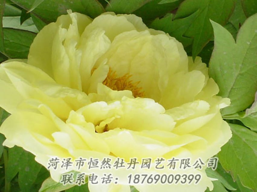 點(diǎn)擊查看詳細(xì)信息<br>標(biāo)題：黃色牡丹 閱讀次數(shù)：2068