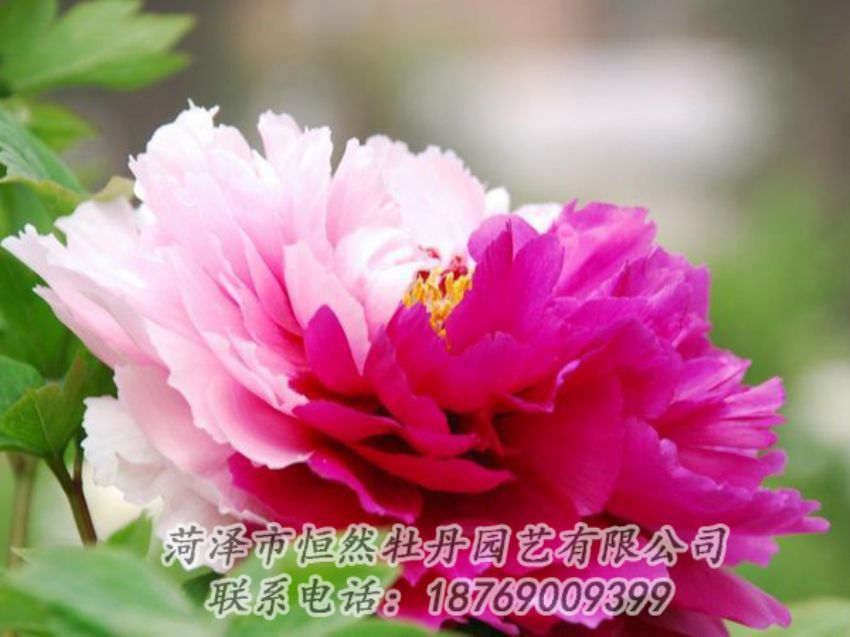 點(diǎn)擊查看詳細(xì)信息<br>標(biāo)題：花二喬 閱讀次數(shù)：2100