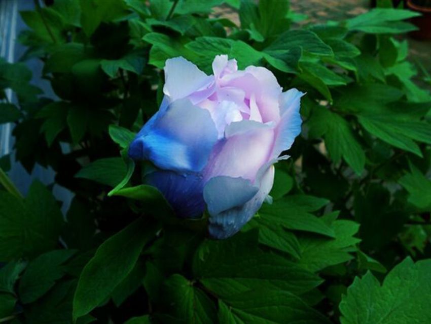點(diǎn)擊查看詳細(xì)信息<br>標(biāo)題：藍(lán)花魁 閱讀次數(shù)：2331