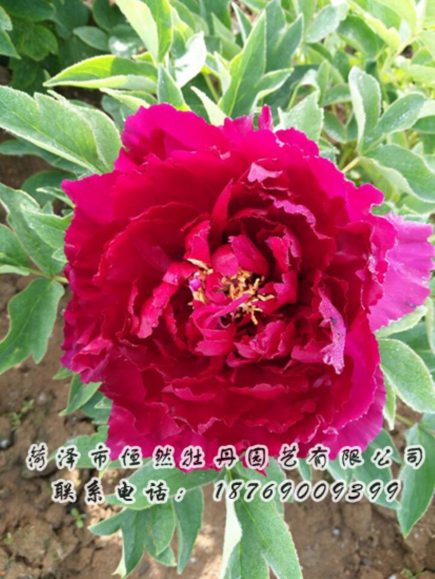 點(diǎn)擊查看詳細(xì)信息<br>標(biāo)題：紅色牡丹 閱讀次數(shù)：2016