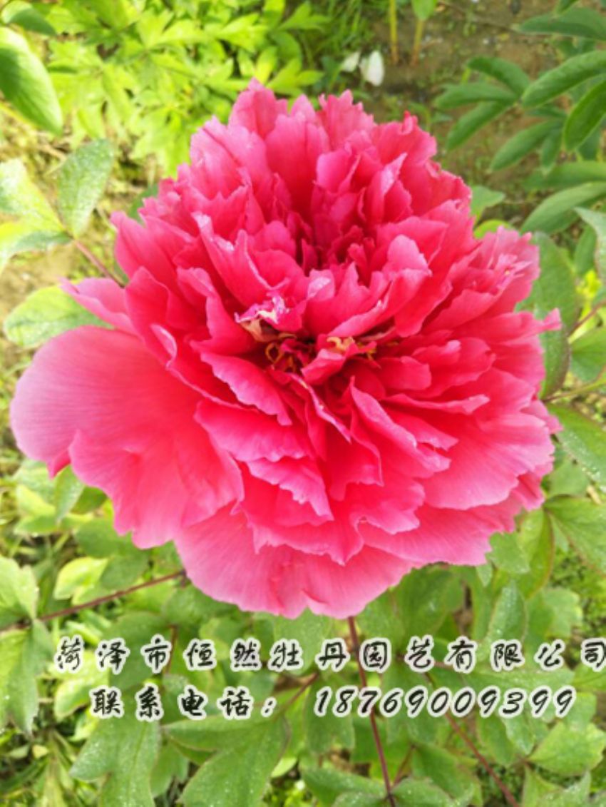點(diǎn)擊查看詳細(xì)信息<br>標(biāo)題：紅色牡丹 閱讀次數(shù)：2036