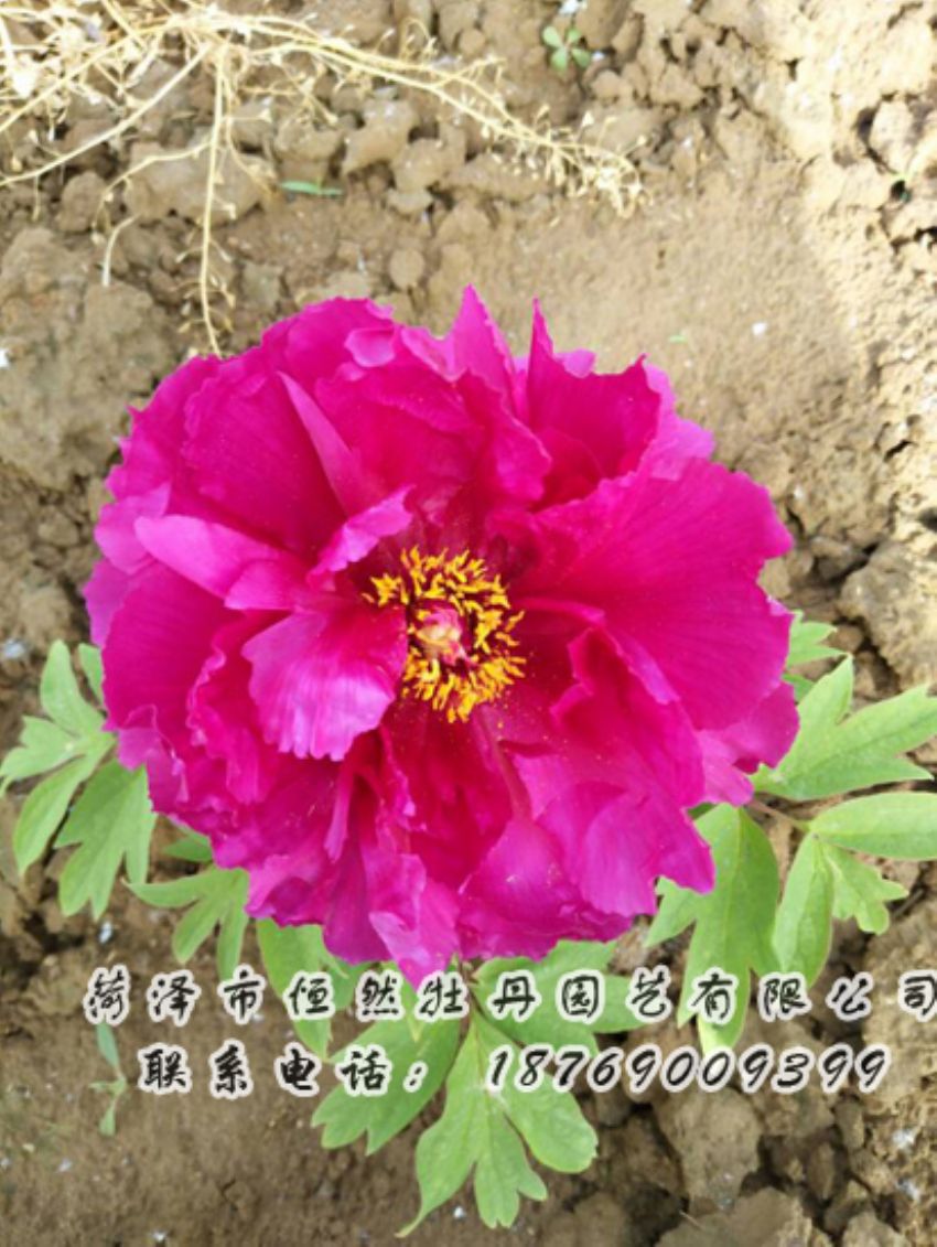 點(diǎn)擊查看詳細(xì)信息<br>標(biāo)題：紅色牡丹 閱讀次數(shù)：2091