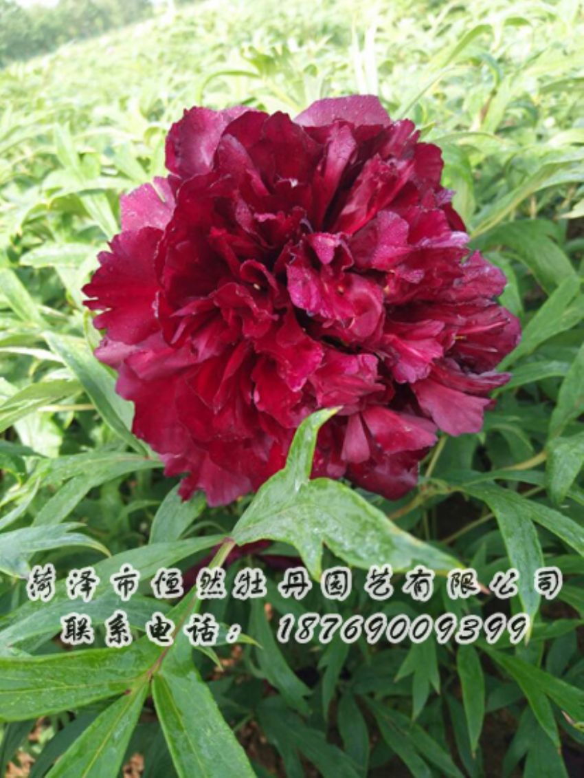 點(diǎn)擊查看詳細(xì)信息<br>標(biāo)題：黑色牡丹 閱讀次數(shù)：2066