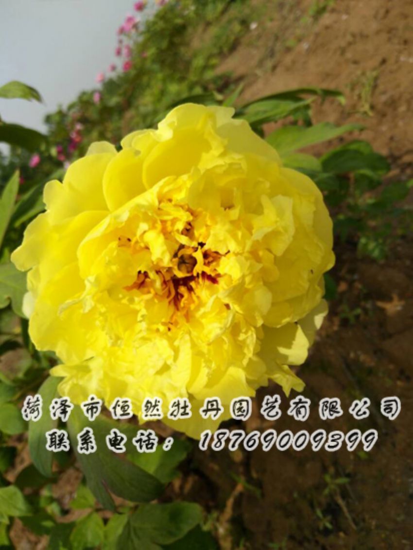 點(diǎn)擊查看詳細(xì)信息<br>標(biāo)題：黃色牡丹 閱讀次數(shù)：2075