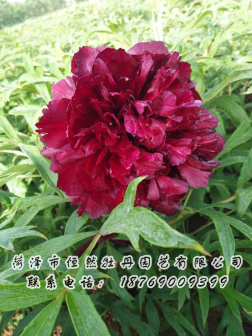 點(diǎn)擊查看詳細(xì)信息<br>標(biāo)題：黑色牡丹 閱讀次數(shù)：1946