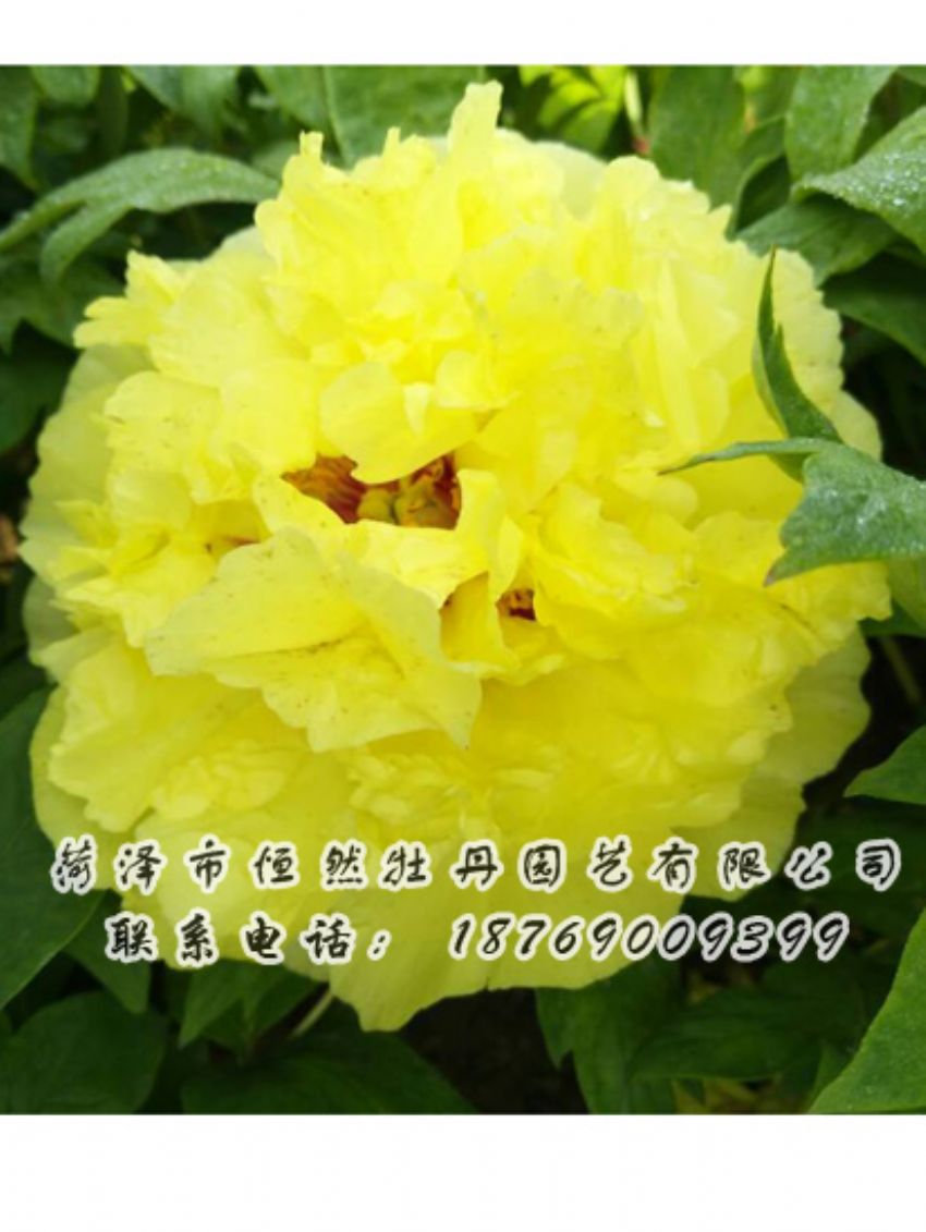 點(diǎn)擊查看詳細(xì)信息<br>標(biāo)題：黃色牡丹 閱讀次數(shù)：2144
