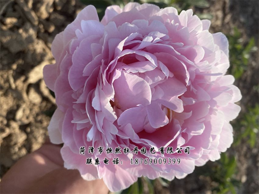 點(diǎn)擊查看詳細(xì)信息<br>標(biāo)題：進(jìn)口芍藥 閱讀次數(shù)：493