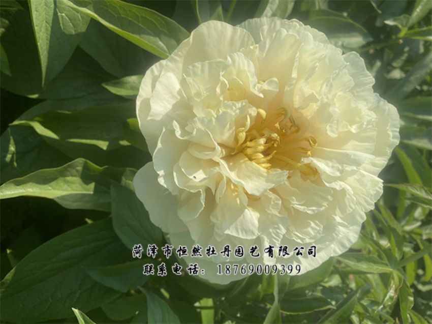 點(diǎn)擊查看詳細(xì)信息<br>標(biāo)題：進(jìn)口芍藥 閱讀次數(shù)：520