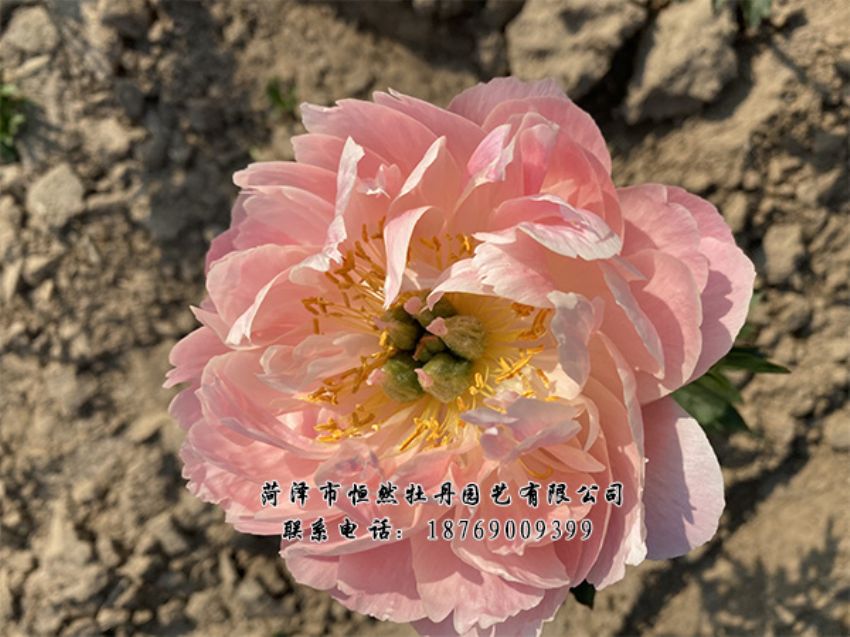 點(diǎn)擊查看詳細(xì)信息<br>標(biāo)題：進(jìn)口芍藥 閱讀次數(shù)：512