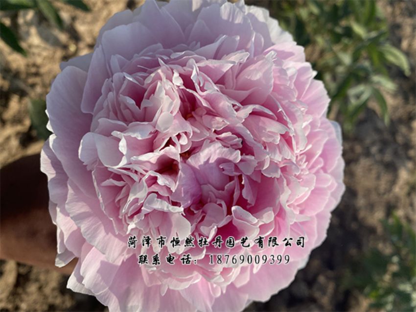 點(diǎn)擊查看詳細(xì)信息<br>標(biāo)題：進(jìn)口芍藥 閱讀次數(shù)：511