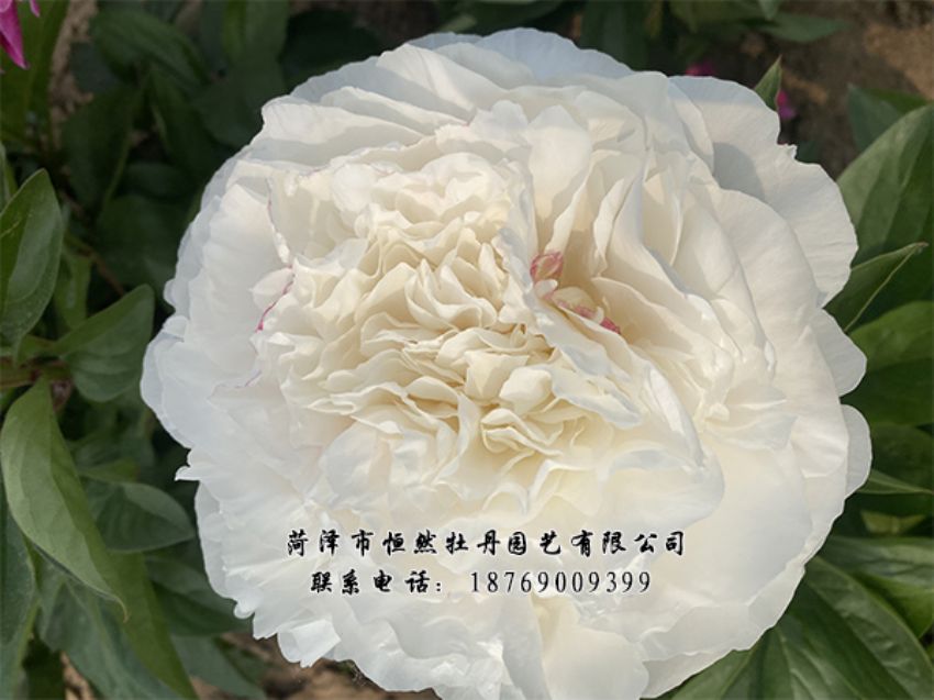 點(diǎn)擊查看詳細(xì)信息<br>標(biāo)題：進(jìn)口芍藥 閱讀次數(shù)：525