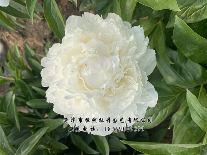 點(diǎn)擊查看詳細(xì)信息<br>標(biāo)題：進(jìn)口芍藥 閱讀次數(shù)：509