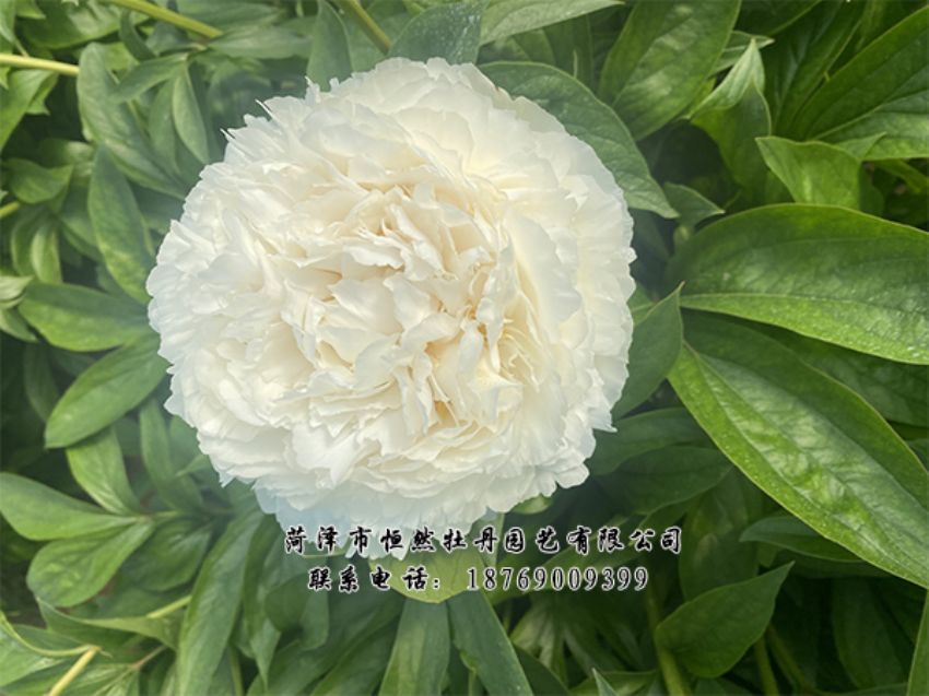 點(diǎn)擊查看詳細(xì)信息<br>標(biāo)題：進(jìn)口芍藥 閱讀次數(shù)：512