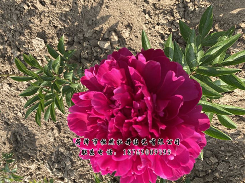 點(diǎn)擊查看詳細(xì)信息<br>標(biāo)題：進(jìn)口芍藥 閱讀次數(shù)：489