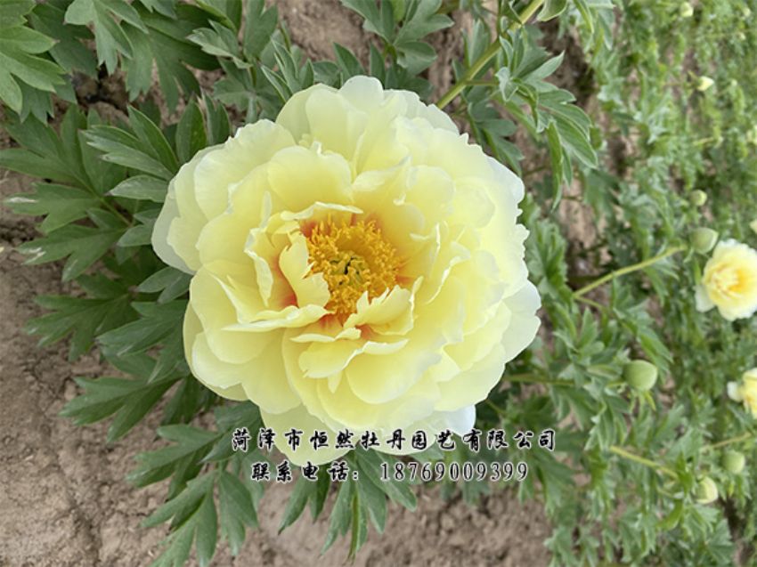 點(diǎn)擊查看詳細(xì)信息<br>標(biāo)題：進(jìn)口芍藥 閱讀次數(shù)：478