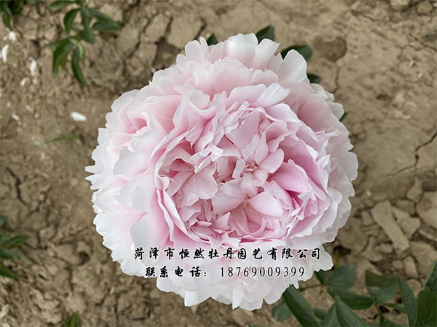 點(diǎn)擊查看詳細(xì)信息<br>標(biāo)題：進(jìn)口芍藥 閱讀次數(shù)：494