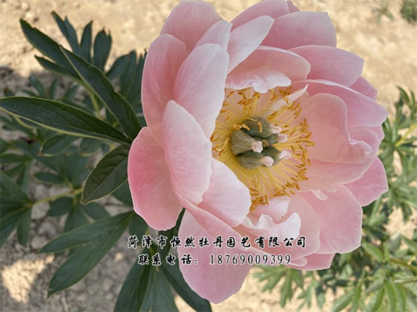 點(diǎn)擊查看詳細(xì)信息<br>標(biāo)題：進(jìn)口芍藥 閱讀次數(shù)：496