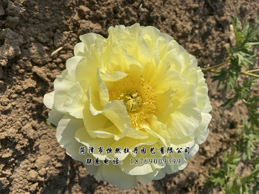 點(diǎn)擊查看詳細(xì)信息<br>標(biāo)題：進(jìn)口芍藥 閱讀次數(shù)：486
