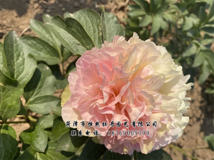 點(diǎn)擊查看詳細(xì)信息<br>標(biāo)題：進(jìn)口芍藥 閱讀次數(shù)：515